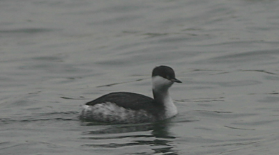 Horned Grebe