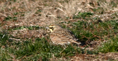 Horned Lark