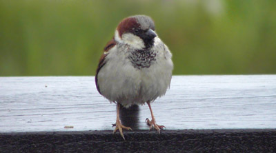 House Sparrow