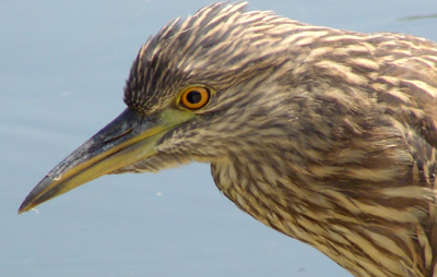 Black-crowned Night-Heron