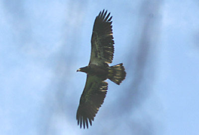 Eagle over Inwood