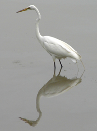 Great Egret