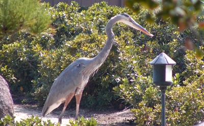 Great Blue Heron