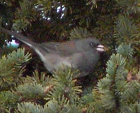 Dark-eyed Junco