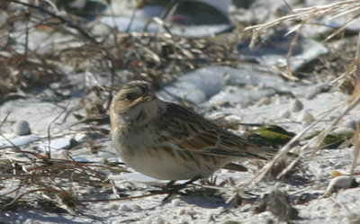 Lapland Longspur