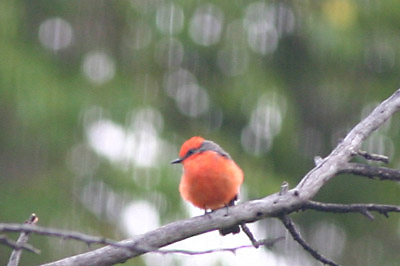 Vermilion Flycatcher