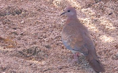 Laughing Dove