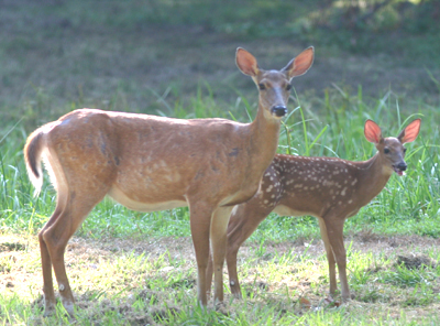 White-tailed Deer