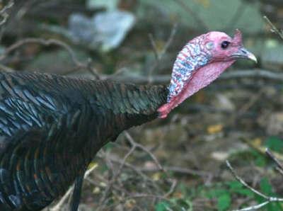 Wild Turkey