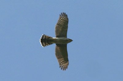 Cooper's Hawk