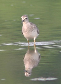 Lesser Yellowlegs