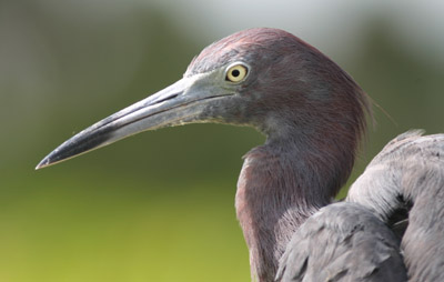 Little Blue Heron