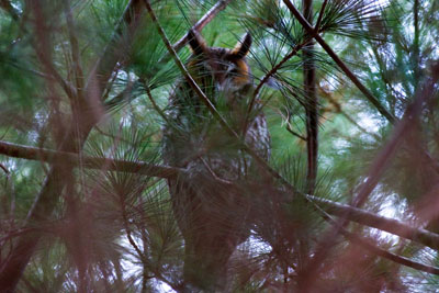 Long-eared Owl