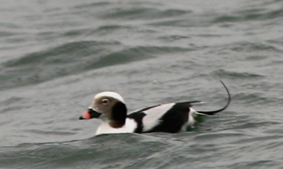 Long-tailed Duck