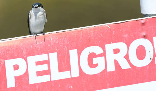 Mangrove Swallow