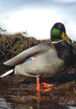 Mallard