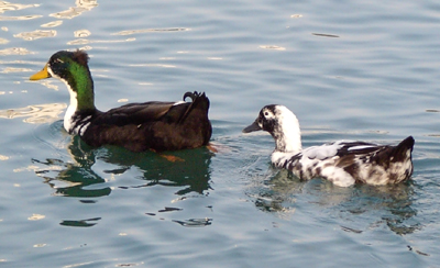 Mystery Mallards