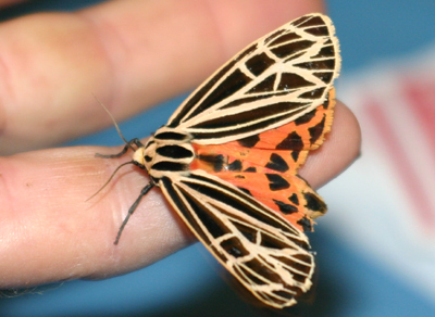 Mystery Moth Mystery Moth