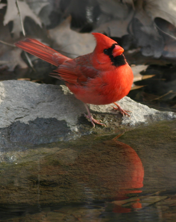 Cardinal at Prospect Park