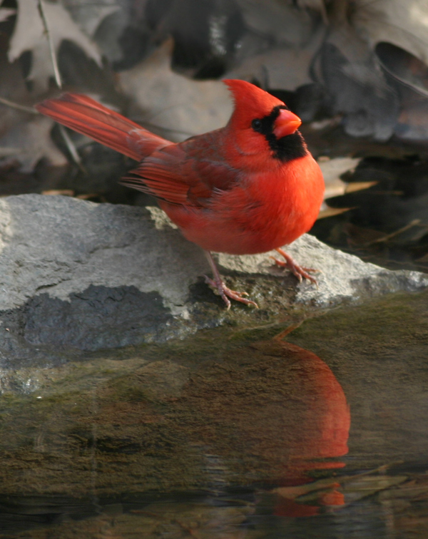 Cardinal at Prospect Park