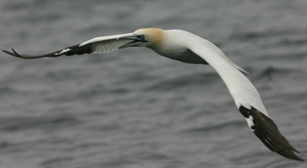 Northern Gannet, New York pelagic waters