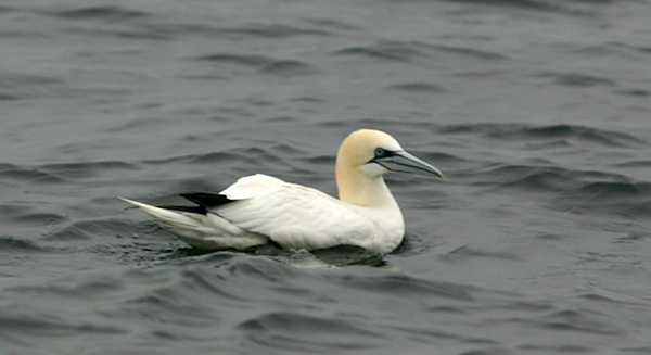 Northern Gannet, New York pelagic waters