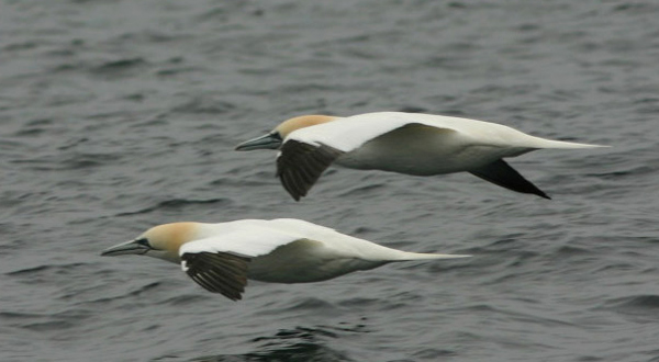 Northern Gannet, New York pelagic waters