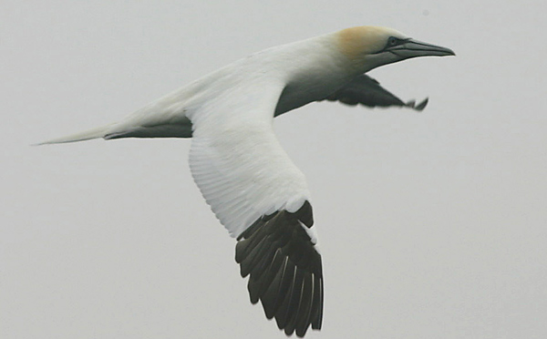 Northern Gannet, New York pelagic waters