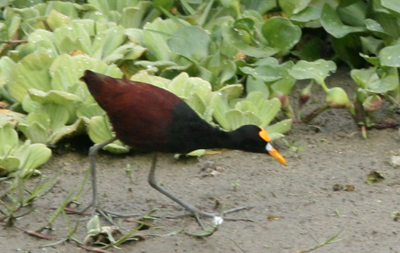 Northern Jacana