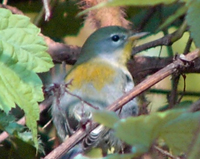 Northern Parula