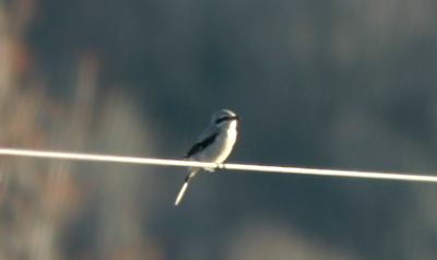 Northern Shrike Northern Shrike