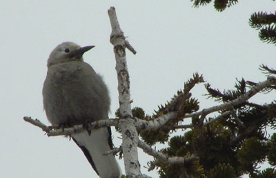 Clark's Nutcracker