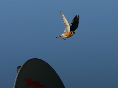 American Kestrel in flight