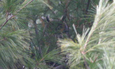 Long-eared Owl