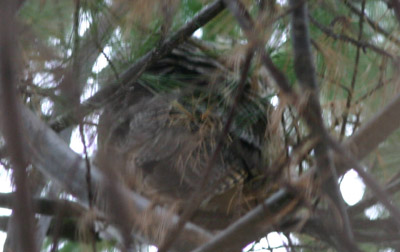 Long-eared Owl