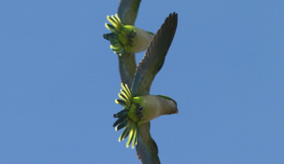 Monk Parakeets