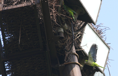 Monk Parakeet nest