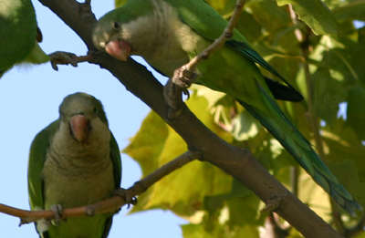 Monk Parakeets of Pelham Bay Park