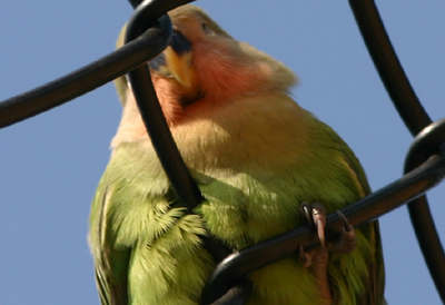 Peach-faced Lovebird