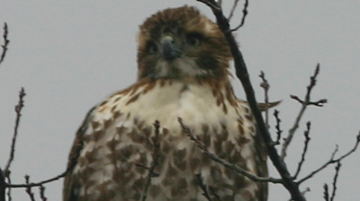 Red-tailed Hawk