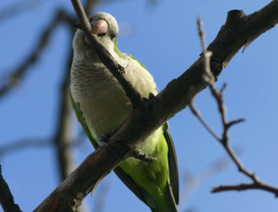 Monk Parakeet