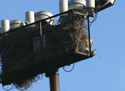 Parrot nest