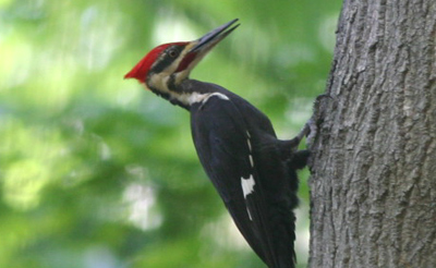 Pileated Woodpecker