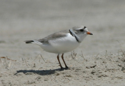 Piping Plover