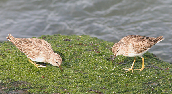 Least Sandpipers