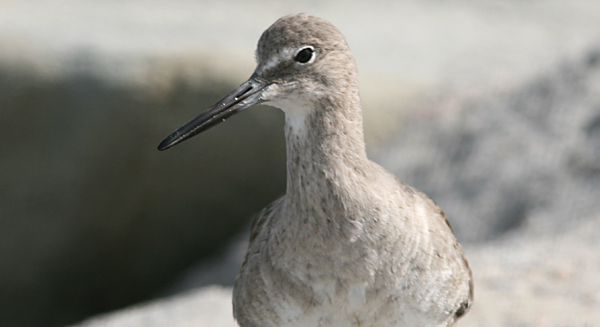 Willet