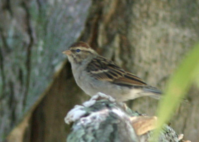 Chipping Sparrow