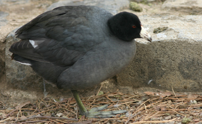 One-legged Coot at Prospect Park