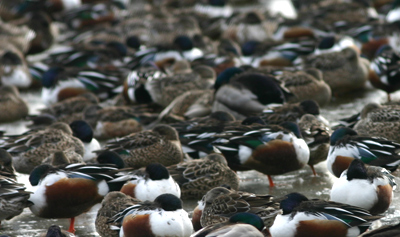 Lots of Northern Shovelers