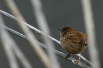 Winter Wren in Prospect Park